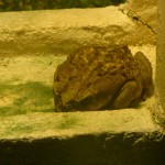 06-13-Toad-01
