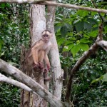 AMAZONIA-WEB-Monkey-03