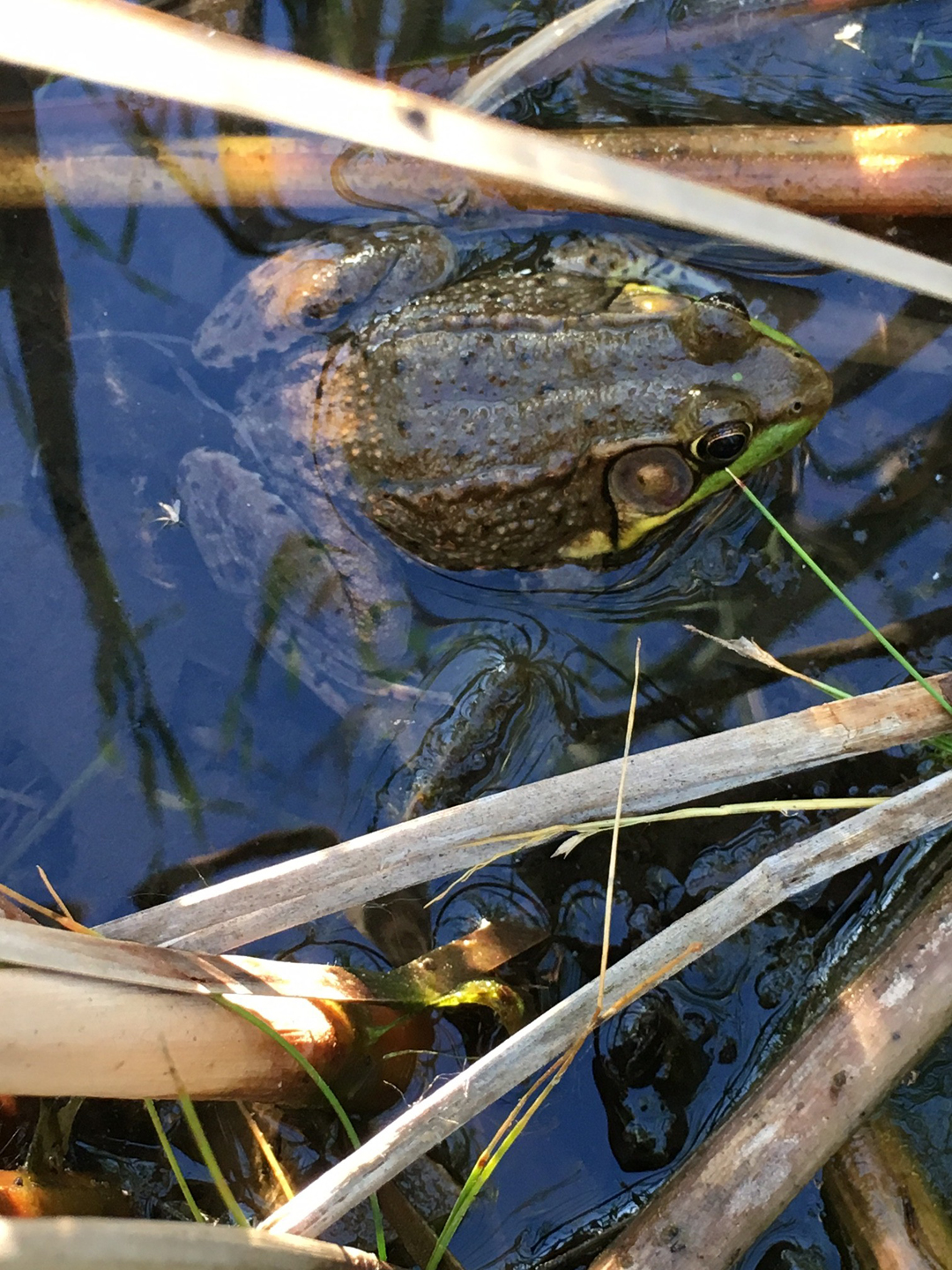 Frog-02