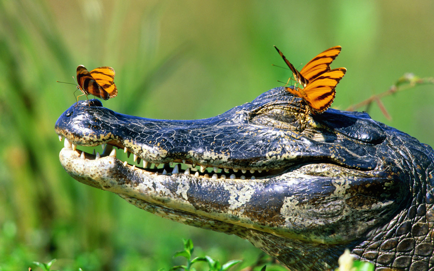 Butterflies resting on a caiman in the Pantanal, Brazil