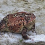 07-09-Toad-01