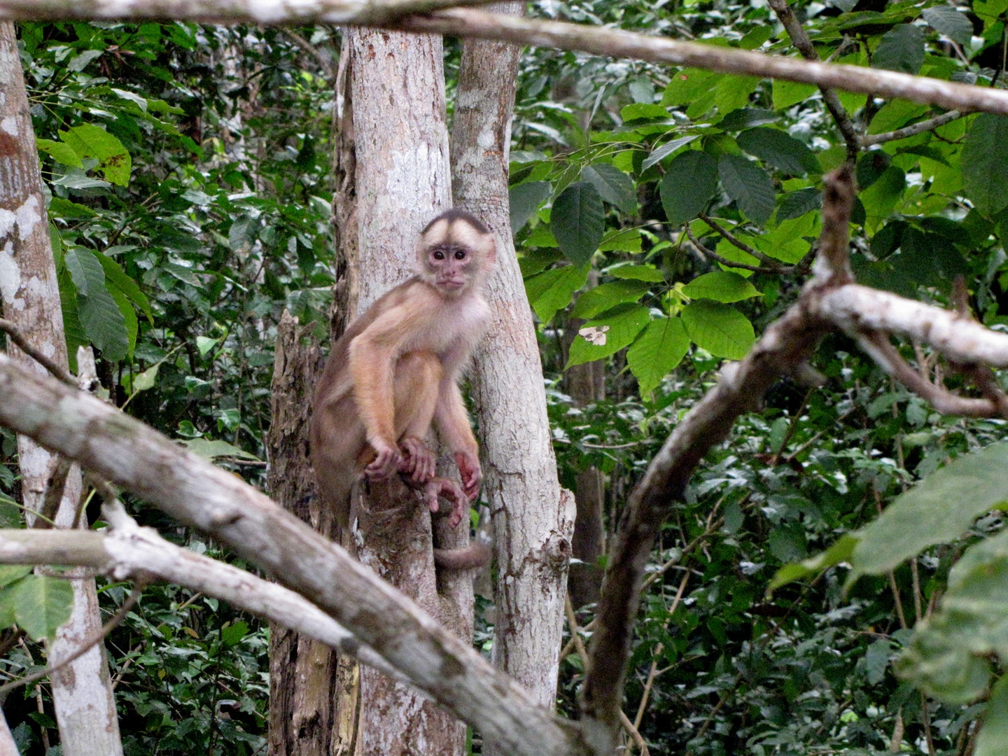 AMAZONIA-WEB-Monkey-03